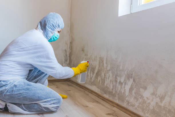Licensed Attic Mold Removal service in Frenchville, PA - WQB Mold Removal