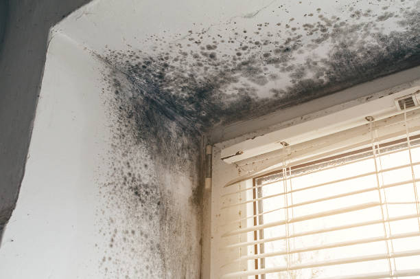 Affordable Attic Mold Removal solutions in Frenchville, PA