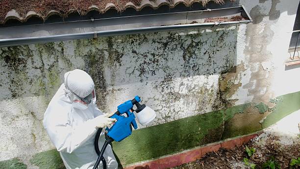 Top rated local Attic Mold Removal specialists in Frenchville, PA